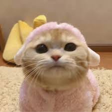 جویریہ خان avatar
